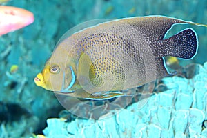 Koran angelfish