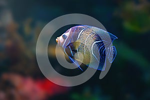 Koran Angelfish or Semicircled Angelfish - Marine Fish