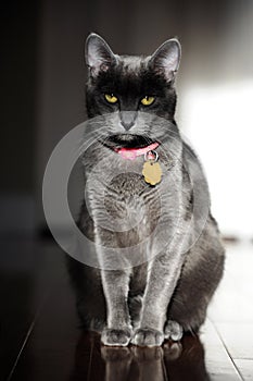 Korat Cat