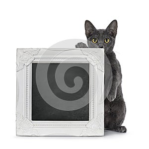 Korat cat kitten on white background