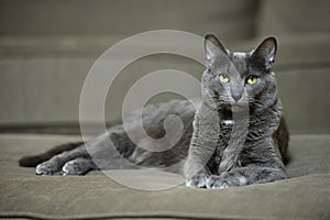 Korat Cat Laying