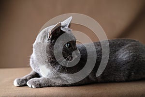 Korat cat lies on the brown cloth and look back post