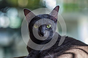 Korat cat