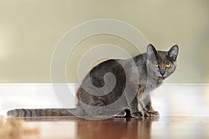 Korat Cat on Reflective Floor