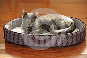 Korat Cat Resting on Bed