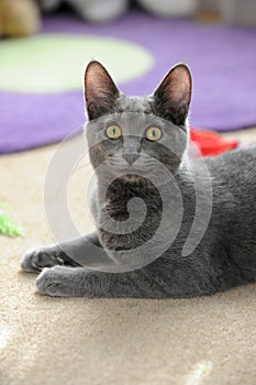 Korat Cat Resting on Carpet