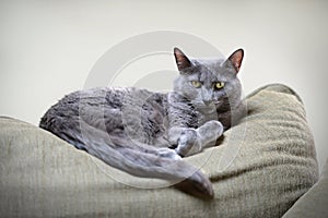 Korat Cat Resting