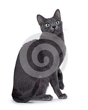 Korat cat on white background