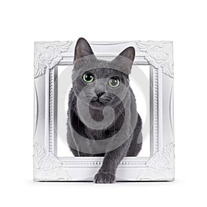 Korat cat on white background