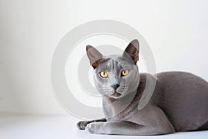 Korat Cat On White Backgroundcopy Space. Generative AI photo