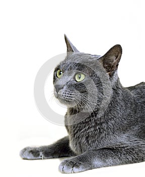 Korat Domestic Cat