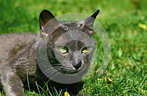 Korat Domestic Cat Portrait of Adult