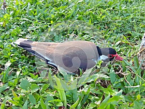 ???????? Korawakka White breasted Waterhen(Amaurornis phoenicurus) protecting Eggs