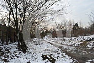 The greens under the snow 6 photo