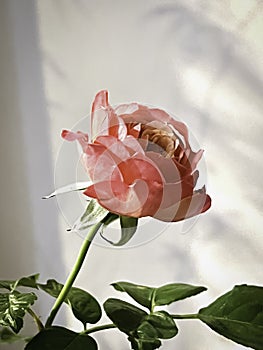 Kordes Jubilee Rose,two tones petals,beautiful