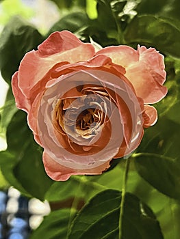 Kordes Jubilee Rose,two tones petals,beautiful