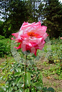 Kordes Perfecta Superior Rose photo