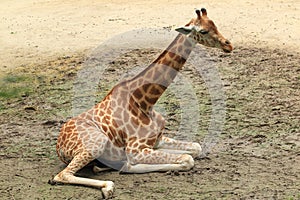 Kordofan giraffe