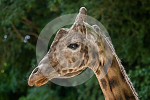 Kordofan giraffe (Giraffa camelopardalis antiquorum)