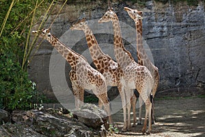 Kordofan giraffe (Giraffa camelopardalis antiquorum)