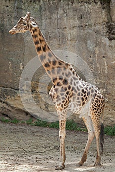 Kordofan giraffe (Giraffa camelopardalis antiquorum)