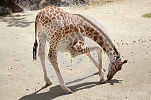 Kordofan giraffe (Giraffa camelopardalis antiquorum)