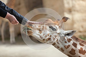 Kordofan giraffe (Giraffa camelopardalis antiquorum)