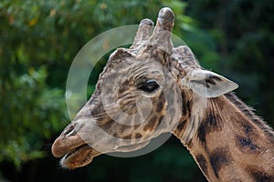 Kordofan giraffe (Giraffa camelopardalis antiquorum)