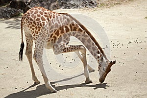 Kordofan giraffe Giraffa camelopardalis antiquorum