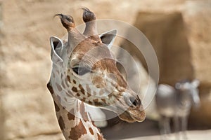 Kordofan giraffe Giraffa camelopardalis antiquorum