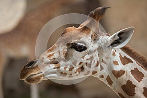 Kordofan giraffe Giraffa camelopardalis antiquorum photo