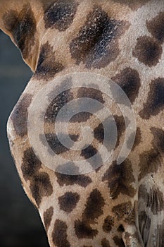 Kordofan giraffe (Giraffa camelopardalis antiquorum). Skin texture.