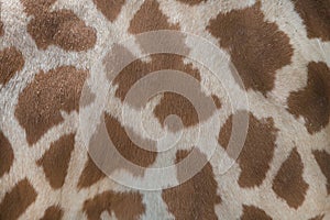 Kordofan giraffe (Giraffa camelopardalis antiquorum). Skin texture.