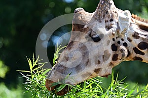 Kordofan giraffe giraffa camelopardalis antiquprum