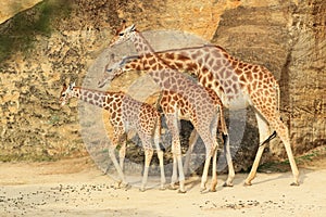 Kordofan giraffe