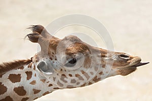 Kordofan giraffe (Giraffa camelopardalis antiquorum) photo