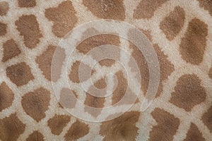 Kordofan giraffe (Giraffa camelopardalis antiquorum). Skin texture.