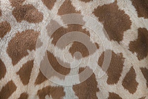 Kordofan giraffe (Giraffa camelopardalis antiquorum). Skin texture. photo