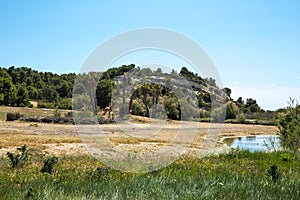 Kordofan Giraffes Giraffa Camelopardalis Antiquorum Grazing in Sigean Wildlife Safari Park on a Sunny Spring Day in France