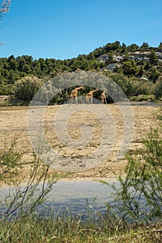 Kordofan Giraffes Giraffa Camelopardalis Antiquorum Grazing and Walking in Sigean Wildlife Safari Park on a Sunny Spring Day in