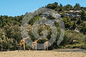 Kordofan Giraffes Giraffa Camelopardalis Antiquorum Grazing and Walking in Sigean Wildlife Safari Park on a Sunny Spring Day in