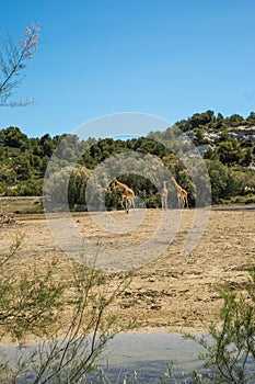 Kordofan Giraffes Giraffa Camelopardalis Antiquorum Grazing and Walking in Sigean Wildlife Safari Park on a Sunny Spring Day in