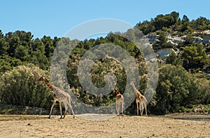 Kordofan Giraffes Giraffa Camelopardalis Antiquorum Grazing and Walking in Sigean Wildlife Safari Park on a Sunny Spring Day in