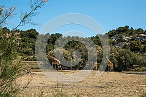 Kordofan Giraffes Giraffa Camelopardalis Antiquorum Grazing and Walking in Sigean Wildlife Safari Park on a Sunny Spring Day in