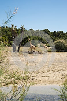 Kordofan Giraffes Giraffa Camelopardalis Antiquorum Grazing and Walking in Sigean Wildlife Safari Park on a Sunny Spring Day in