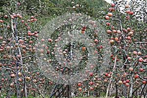 Korea apple orchard