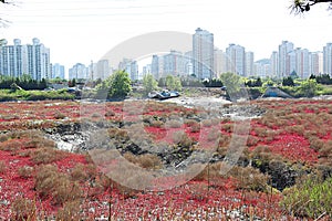 korea ecological park