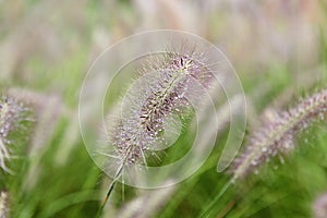 Korea ecological park