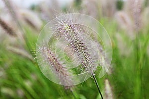 Korea ecological park