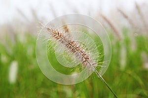 Korea ecological park